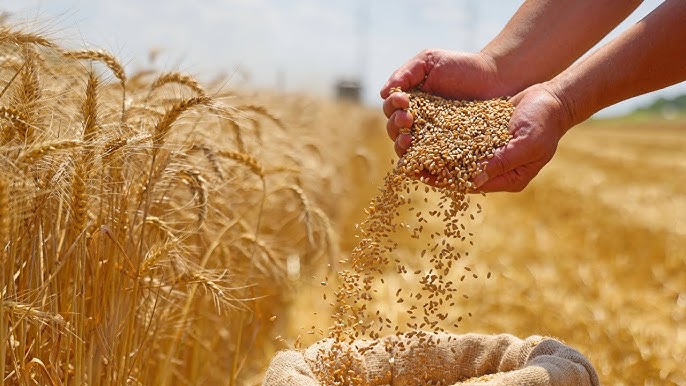 Expanded Agri-Export to Europe
